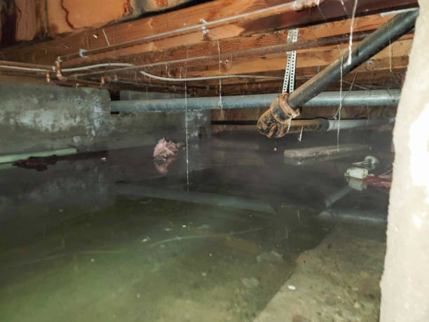 Best Residential water damage restoration  in Forest, VA